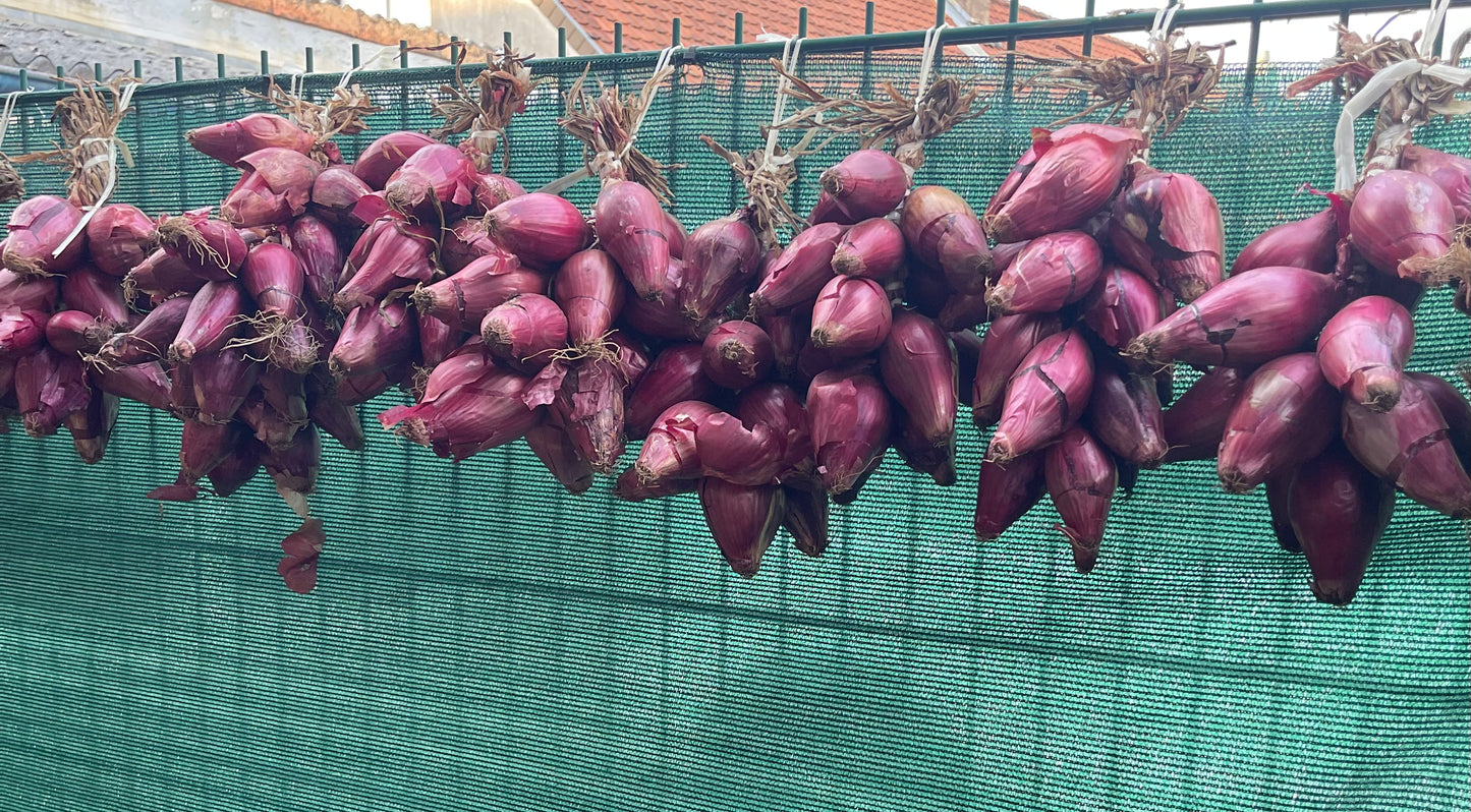 Cipolla di Tropea als Zopf ca 1,2 kg